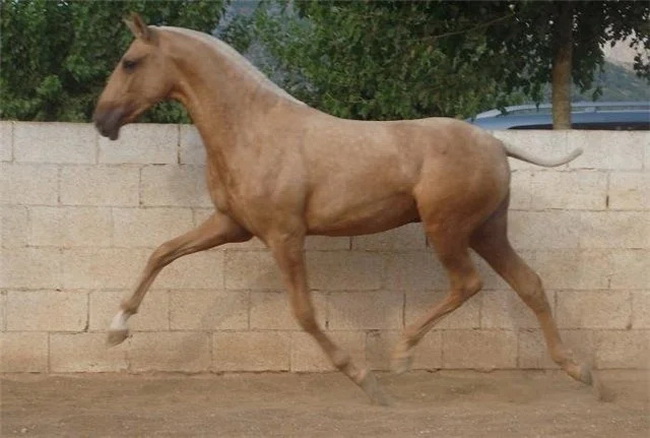 Лошадь хвост фото
