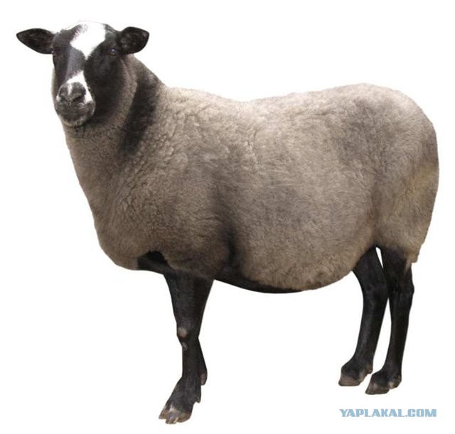 Лиозно: В ГП  "Выдрея " планируют выращивать овец.  Форум.  Погода в Лиозно на 5 дней.