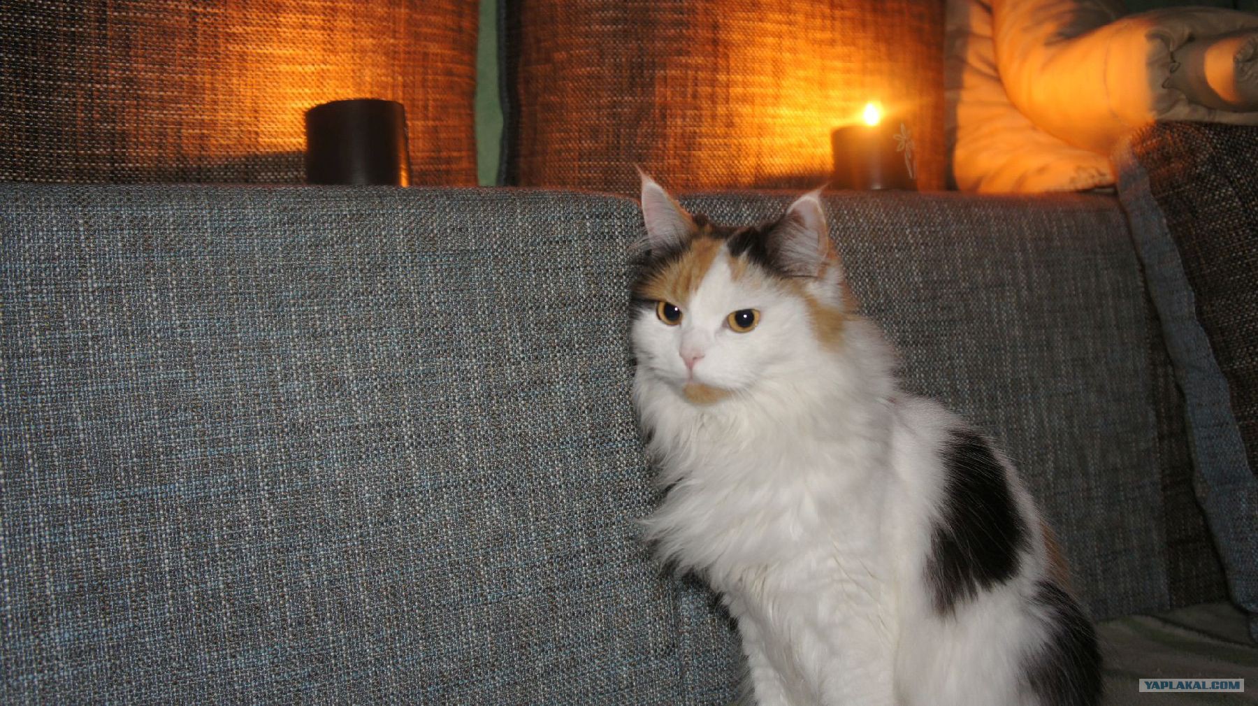 Кличка модная для котенка Кличка модная для котенка