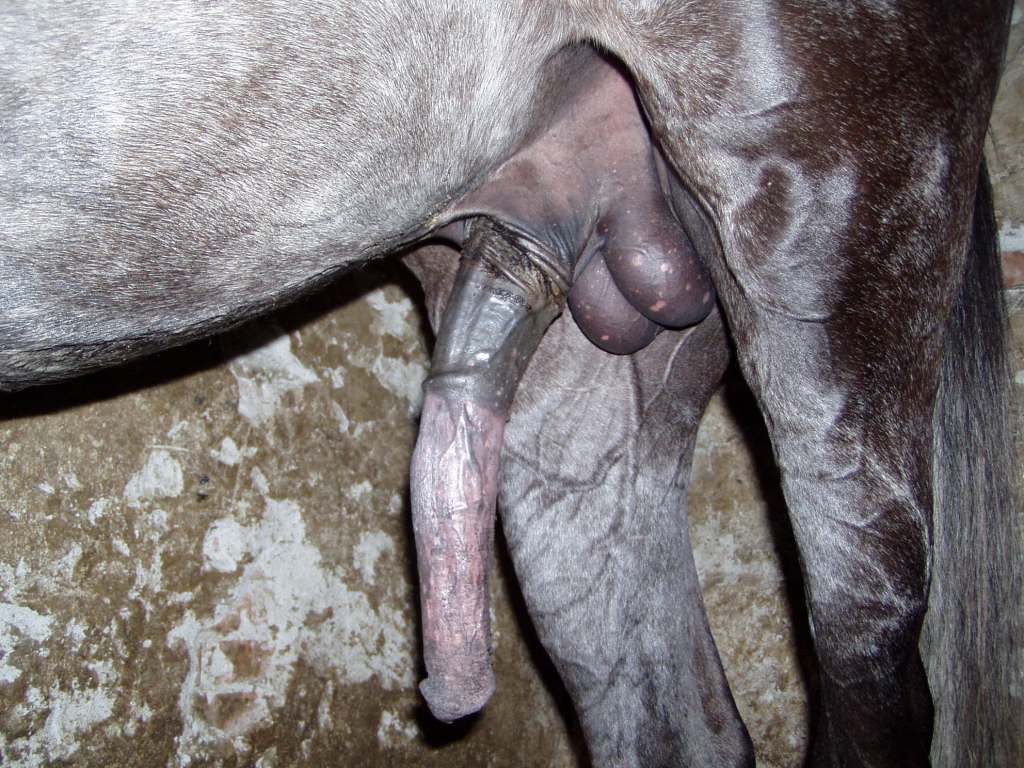 Порно Член Лошади
