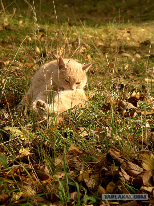 Котовторник на ЯПлакалъ