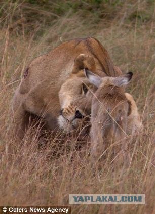 Львица «усыновила» детеныша антилопы…