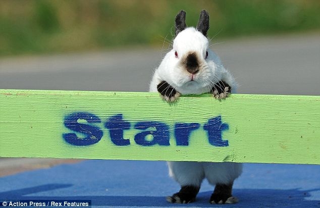 Соревнования кроликов