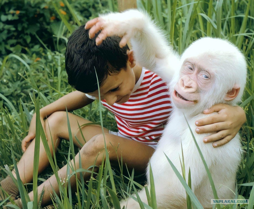 Albino gorilla
