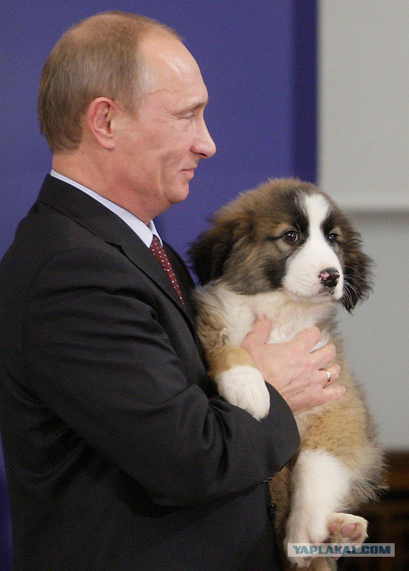Владимир Путин и его собаки