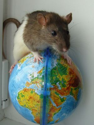 Атака крыс и мышей на планету началась!