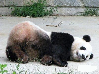Почему вымирают панды?