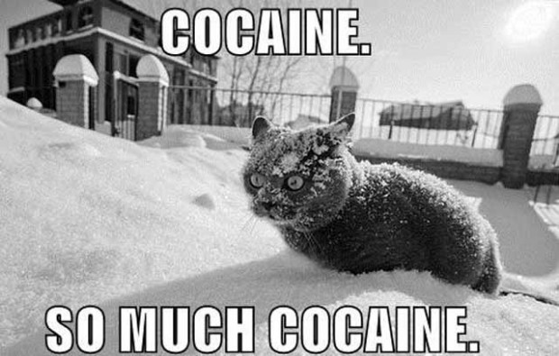 Котенок видит снег в первый раз