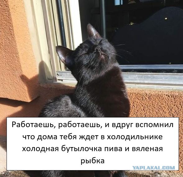 Котовторник 25.04.2017