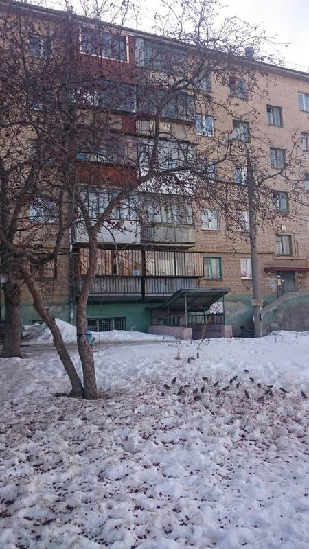 Пьяные свиристели и дрозды падают с веток в Новосибирске