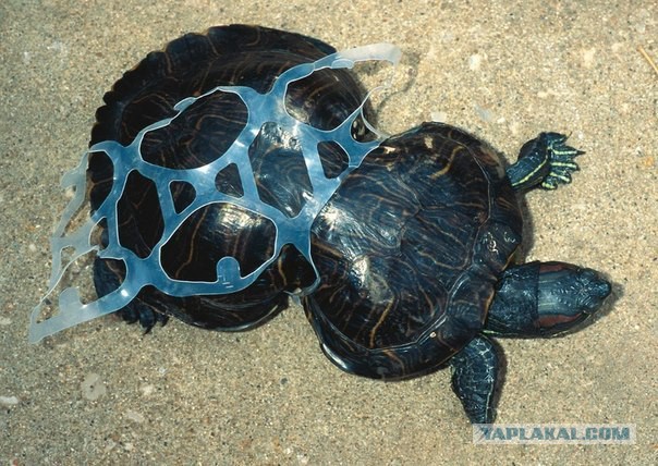 Морская черепаха с пластиковй соломкой
