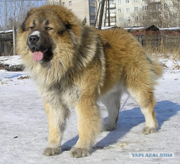 7 самых популярных пород собак в СССР