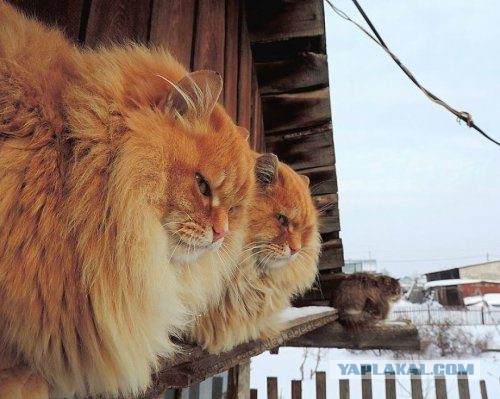 Британские СМИ в восторге от сибирских котиков