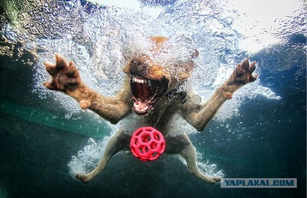 Подводные собакены