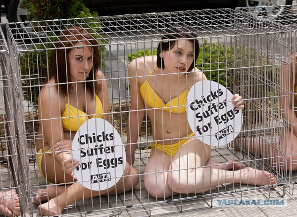 Детки в клетке, или цыплята? (5 фото)