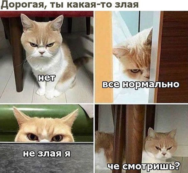 Неадекватные коты