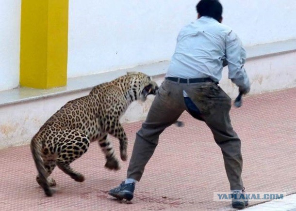 В Индии леопард напал на школу: шестеро раненых