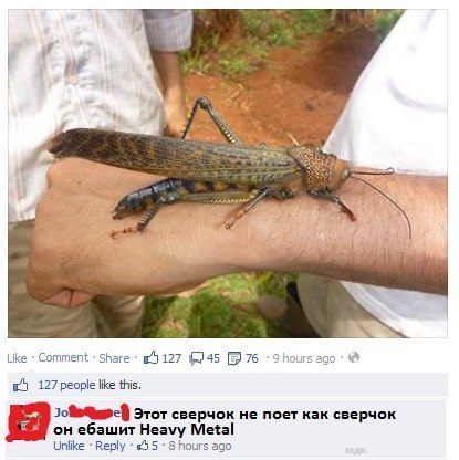 Самые большие насекомые в мире.