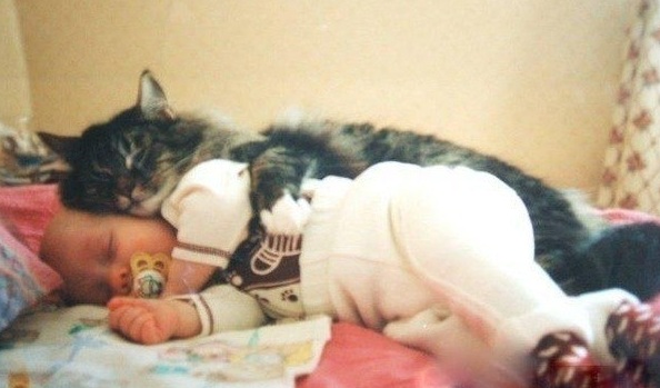 Кот защищает ребенка