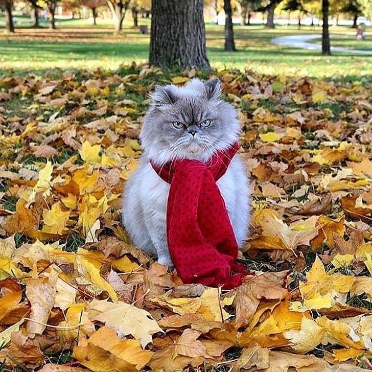 Осень Фото Приколы