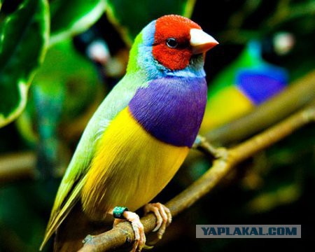 Десять самых красивых птиц в мире