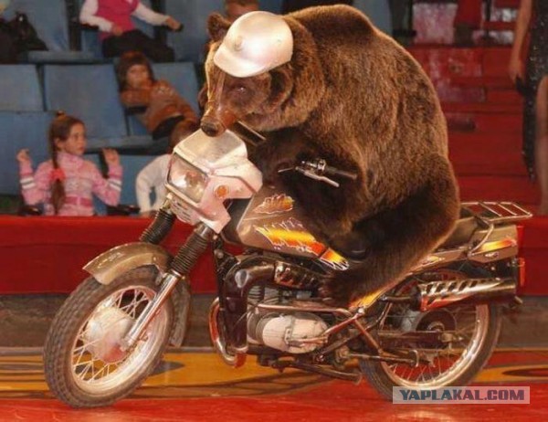Медведь атаковал мотоциклиста