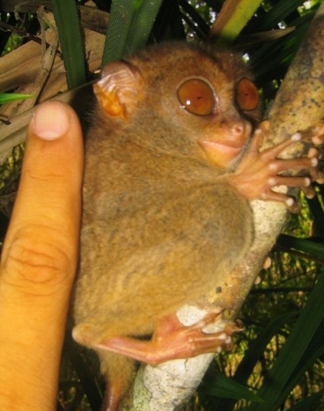 Долгопяты (лат. Tarsius)