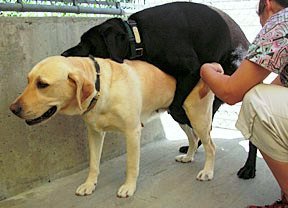 Гуляет С Собакой С Вибратором Порно