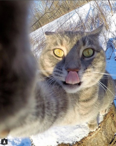 Селфи-кот выложил новые фотки