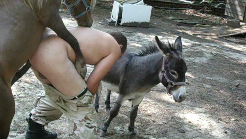 Porno Donkey.