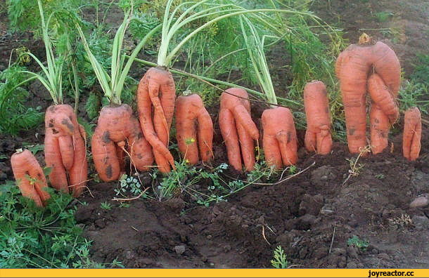 Морковки много не бывает!