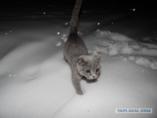 Зверь в доме