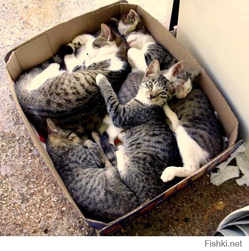 Хранение и упорядочивание котов