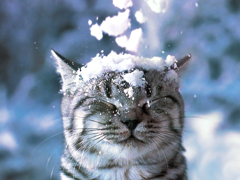 http://s00.yaplakal.com/pics/pics_original/2/0/0/1212002.jpg