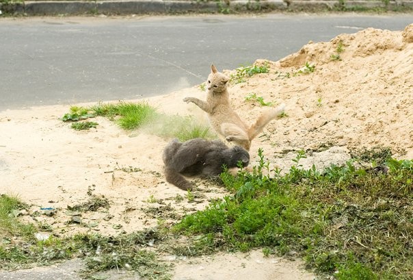 Кошачьи бои