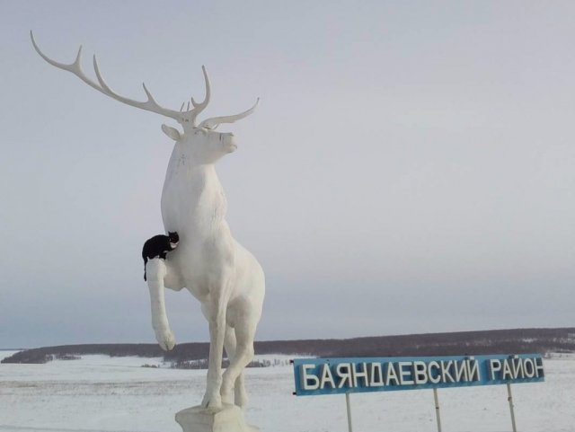 Кот — покоритель Эльбруса отправился с хозяином на Байкал