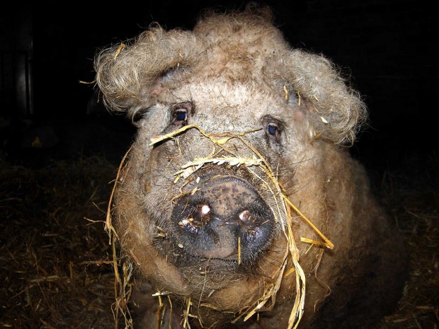 Шерстистая свинья породы Мандалица