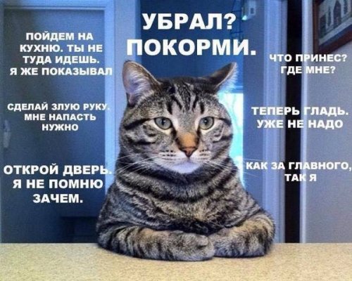 Странная кошачья логика, которую человеку никогда не постичь