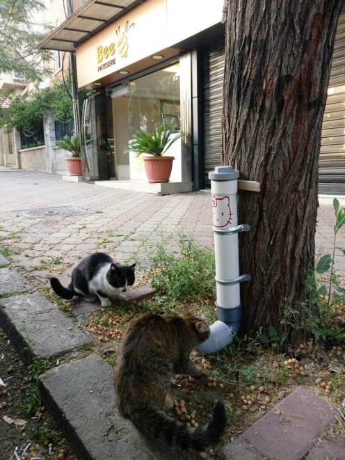 Бездомные коты Дамаска