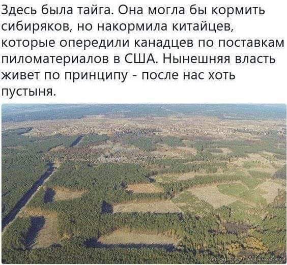 The New York Times: Китай сохраняет свои леса, вырубая Сибирь