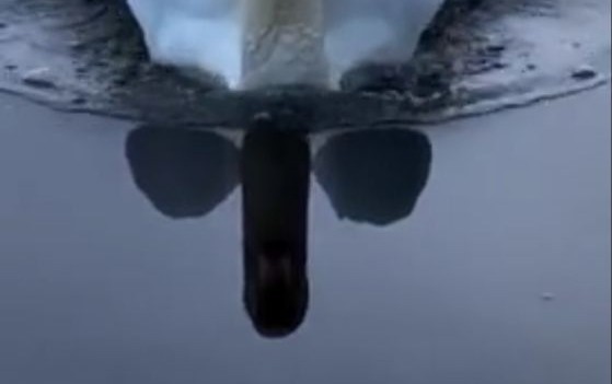 Грациозное приводнение лебедя