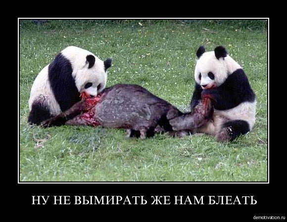 Почему панды под угрозой исчезновения, спросите Вы