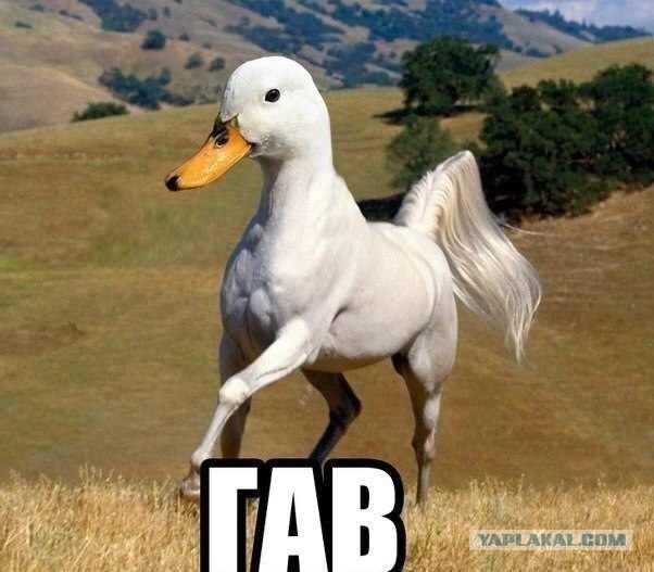 Веселые картинки