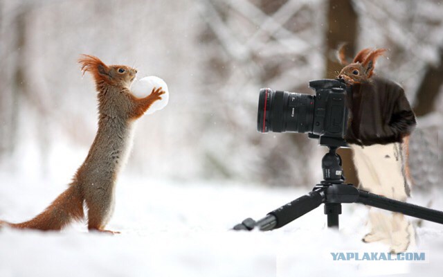 Фотожаба "Что затеяли белки?"