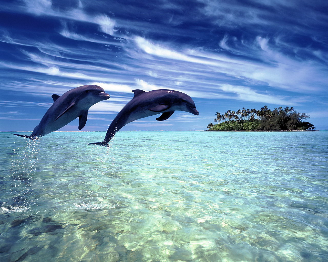 Как ухаживают дельфины