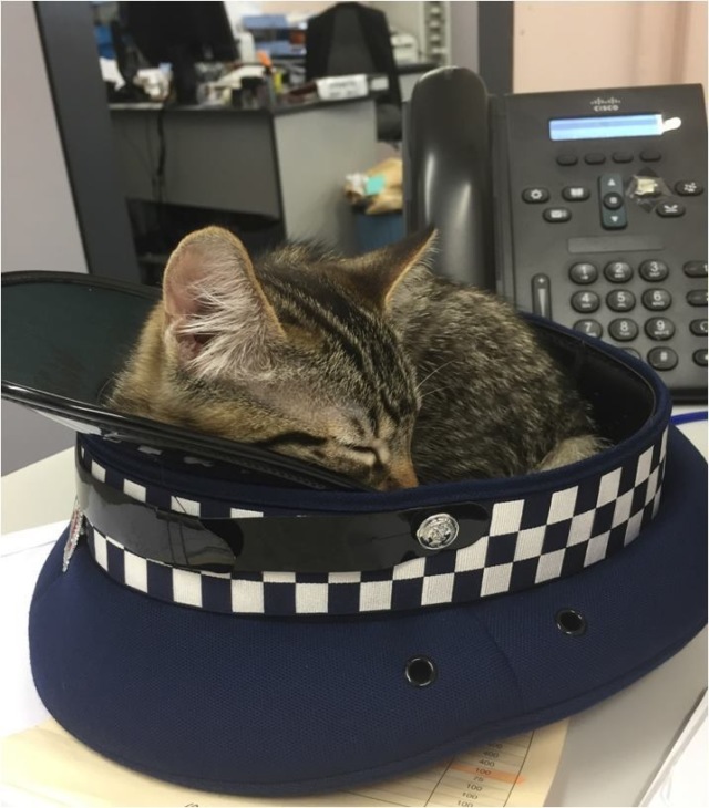 В отделении полиции Новой Зеландии живёт кот, который помогает жертвам преступлений успокоиться и прийти в себя