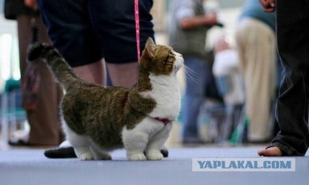 Манчкин - коротколапые коты