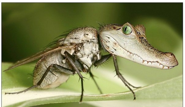 Чем самка комара отличается от самца