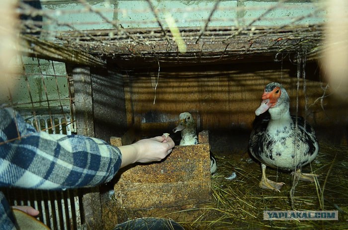 Гнездо для уток Гнездо для уток