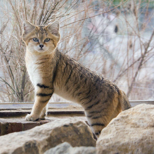 Даже будучи взрослыми, дикие Барханные кошки выглядят как котята